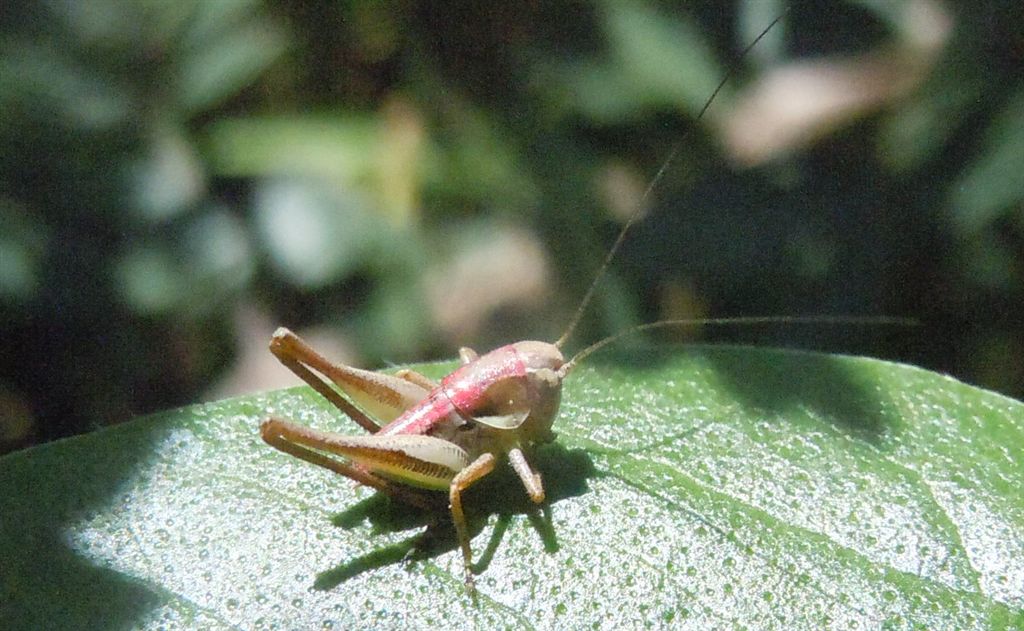 Cavalletta rosa: neanide di Pholidoptera o Eupholidoptera